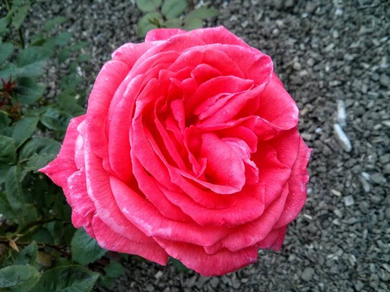 北海道大学植物園-バラ園12スーパースター.jpg 北海道大学植物園 バラ園12スーパースター