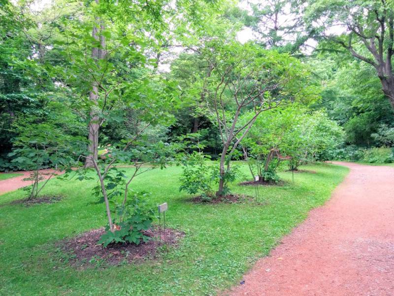 北海道大学植物園-宮部金吾記念館付近8.jpg 北海道大学植物園 宮部金吾記念館付近8