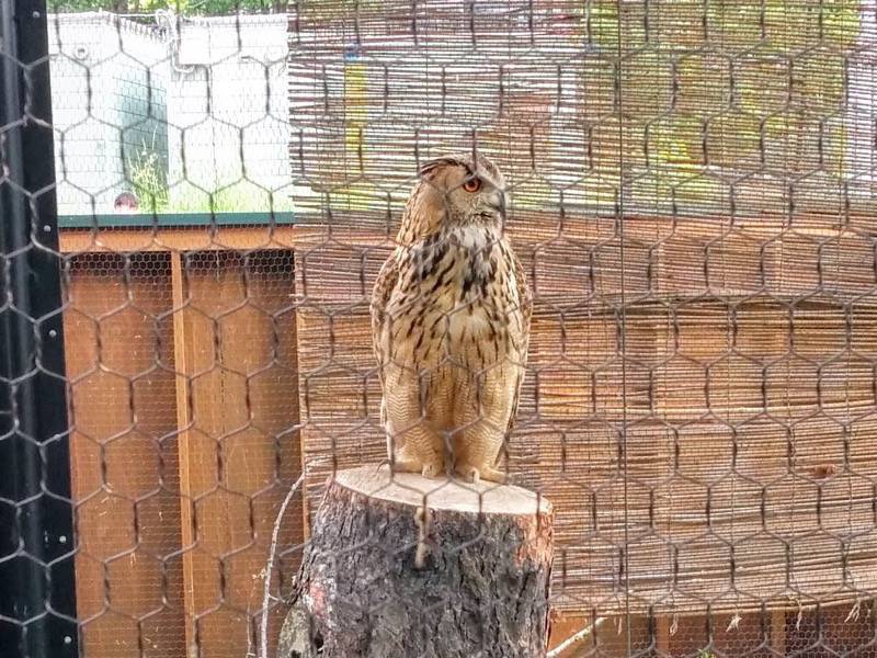 旭山動物園-ワシミミズク.jpg 旭山動物園 ワシミミズク