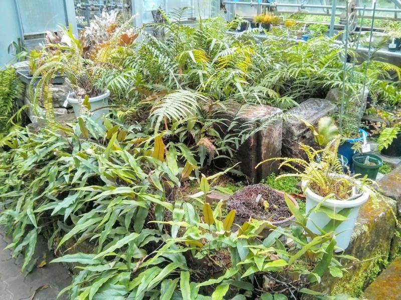 北海道大学植物園 温室園A棟１０シダ植物 ３号室