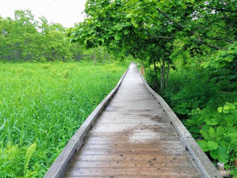 温根内木道0−1.jpg 温根内木道0−1