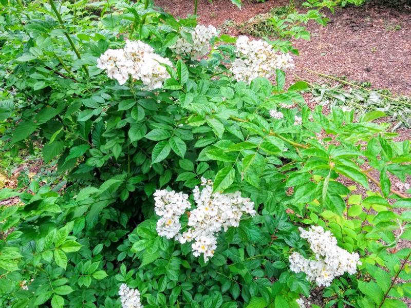 北海道大学植物園 灌木園の花２ノイバラ１