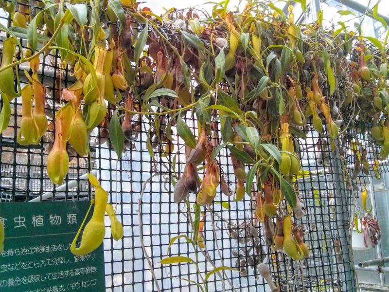 北海道大学植物園 温室園B棟１食虫植物 ８号室
