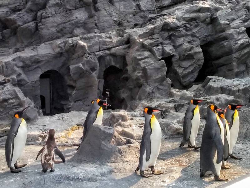 旭山動物園 ペンギン６