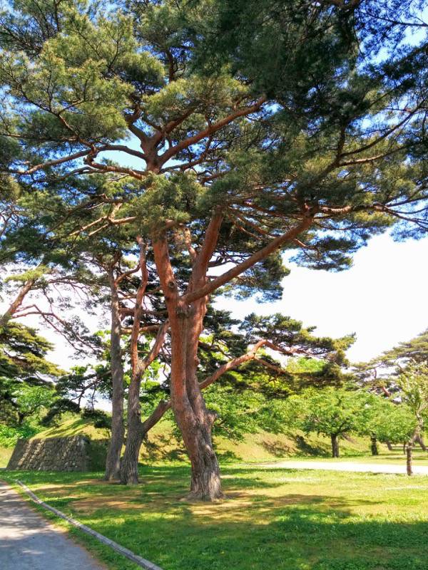 五稜郭公園-アカマツ2.jpg 五稜郭公園 アカマツ2