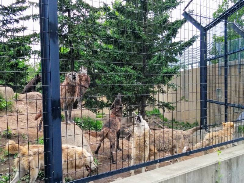 旭山動物園-シンリンオオカミ3.jpg 旭山動物園 シンリンオオカミ3