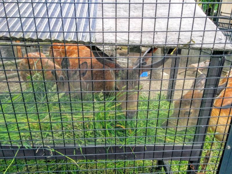 旭山動物園-エゾシカ1.jpg 旭山動物園 エゾシカ1