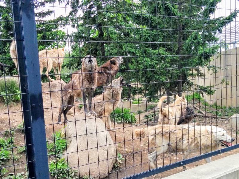 旭山動物園-シンリンオオカミ4.jpg 旭山動物園 シンリンオオカミ4
