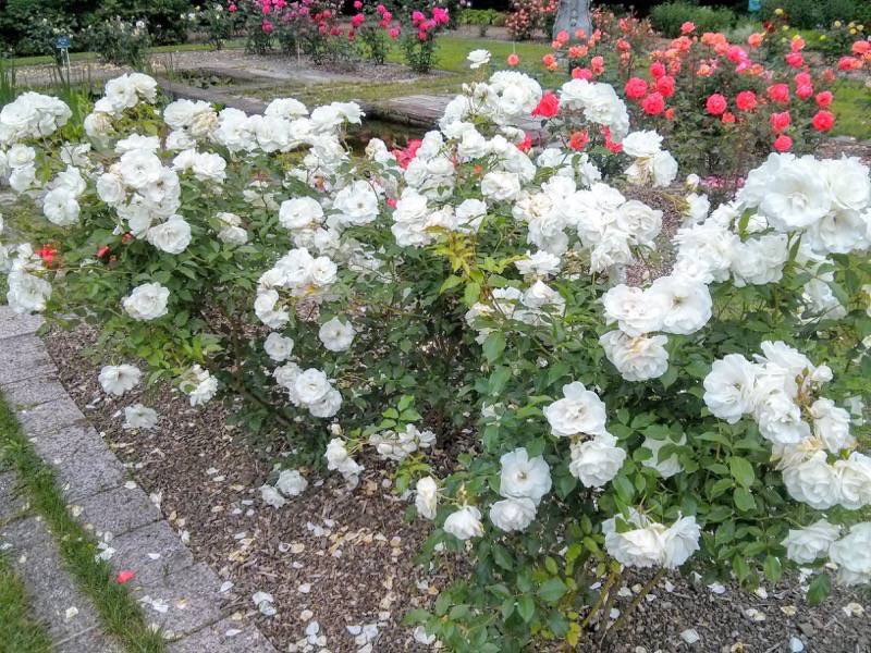 北海道大学植物園-バラ園9シェーネビッチェン.jpg 北海道大学植物園 バラ園9シェーネビッチェン