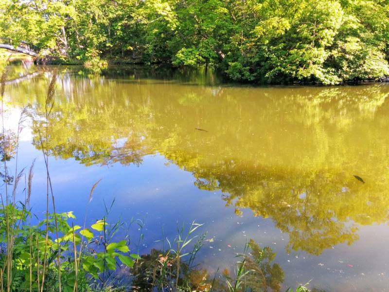 大沼公園-島巡りの路-ブナ巨木付近1.jpg 大沼公園 島巡りの路 ブナ巨木付近1