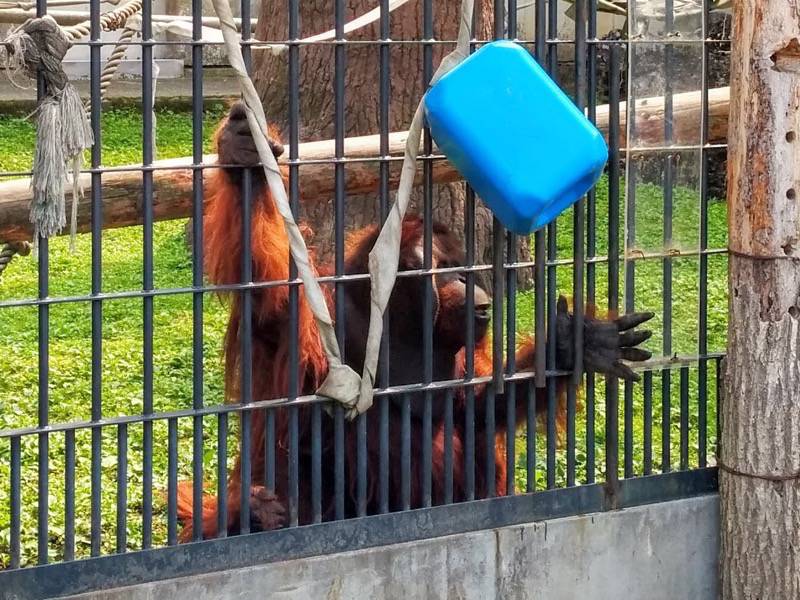 旭山動物園-オランウータン3.jpg 旭山動物園 オランウータン3
