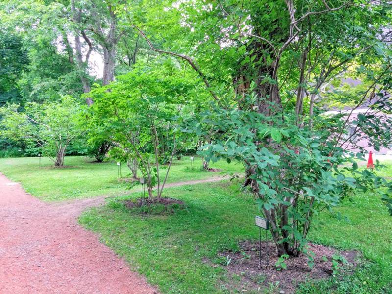 北海道大学植物園-宮部金吾記念館付近7.jpg 北海道大学植物園 宮部金吾記念館付近7