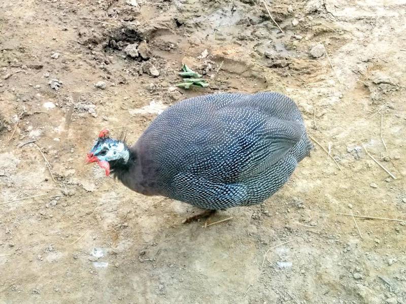 旭山動物園-ホロホロチョウ2.jpg 旭山動物園 ホロホロチョウ2