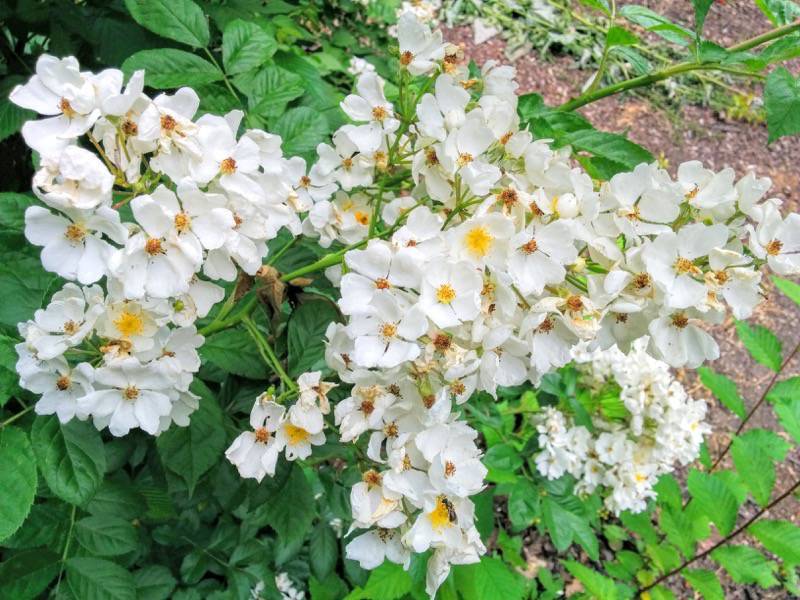 北海道大学植物園 灌木園の花２ノイバラ２