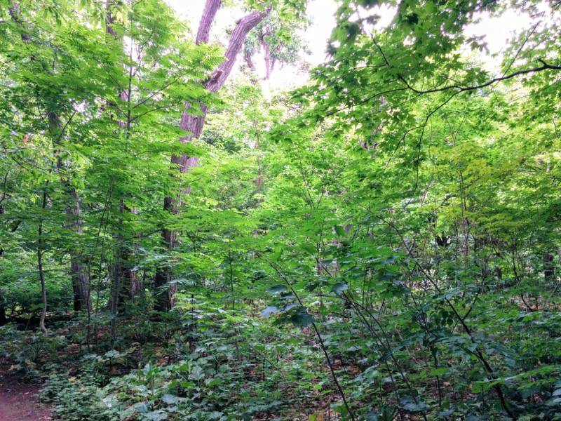 北海道大学植物園-樹木園4.jpg 北海道大学植物園 樹木園4