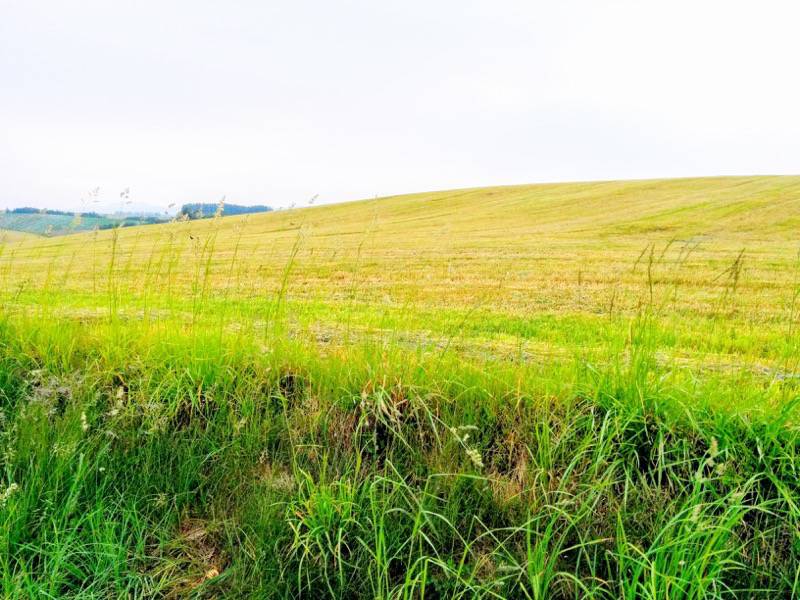 美瑛 親子の木付近の景色７