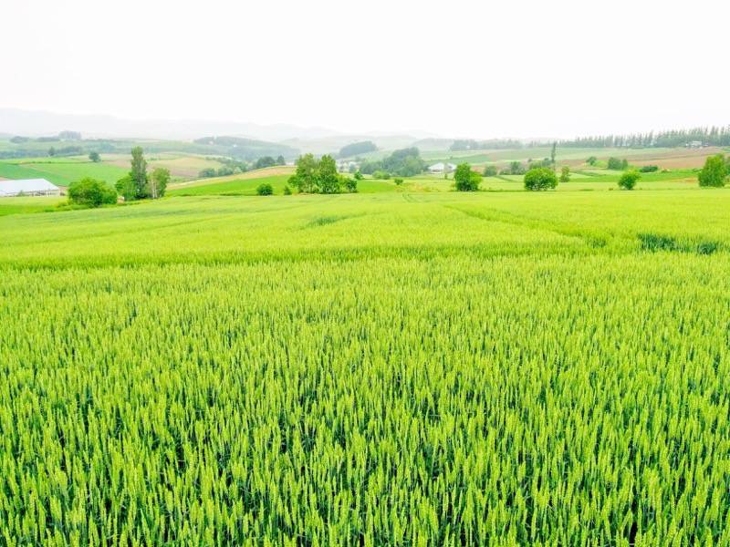 美瑛 三愛の丘３