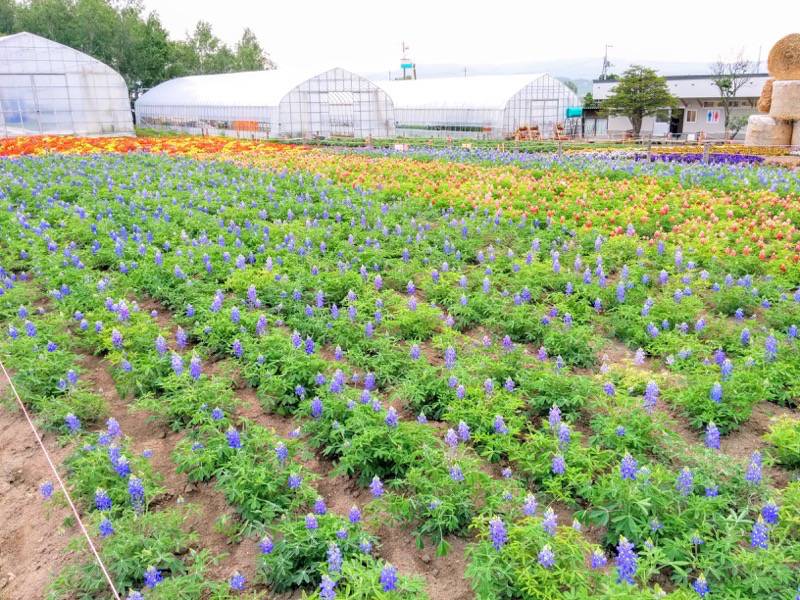 美瑛 四季彩の丘７