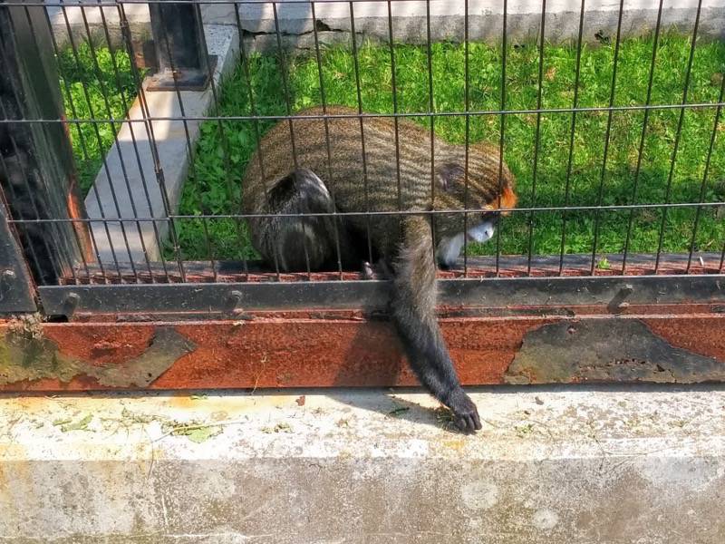 旭山動物園-ブラッザグエノン2.jpg 旭山動物園 ブラッザグエノン2
