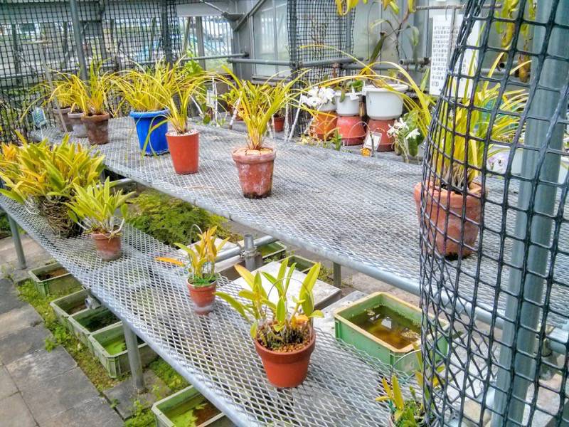 北海道大学植物園 温室園B棟５食虫植物 ８号室