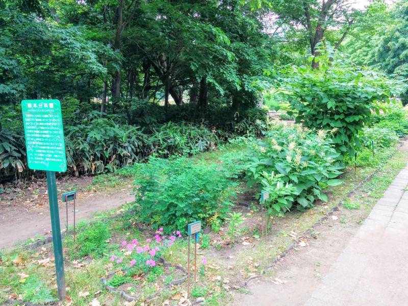 北海道大学植物園 草本分科園１