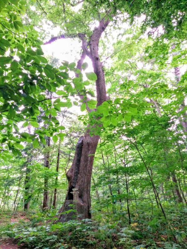 北海道大学植物園-樹木園3.jpg 北海道大学植物園 樹木園3
