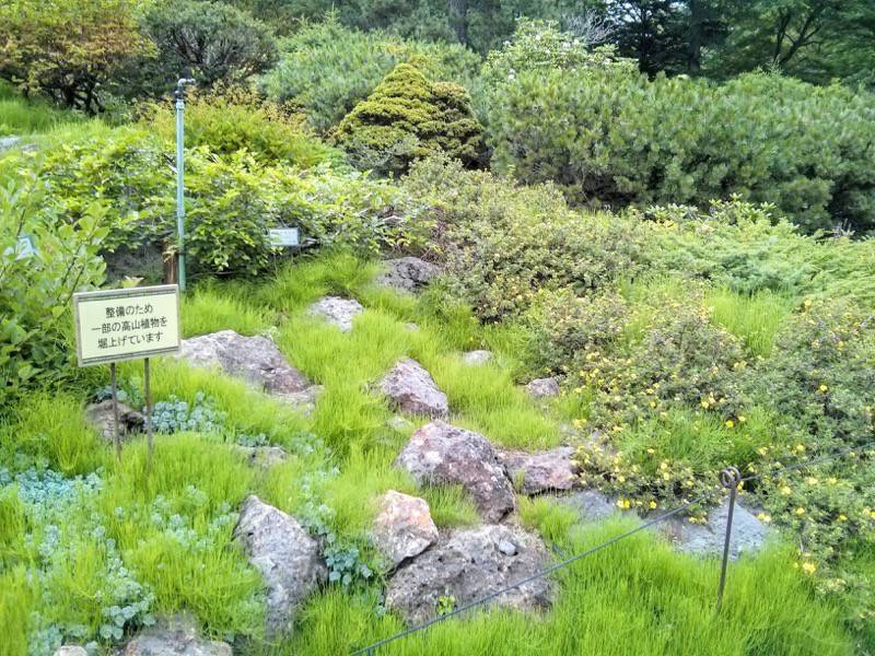 北海道大学植物園 カナディアンロックガーデン１６