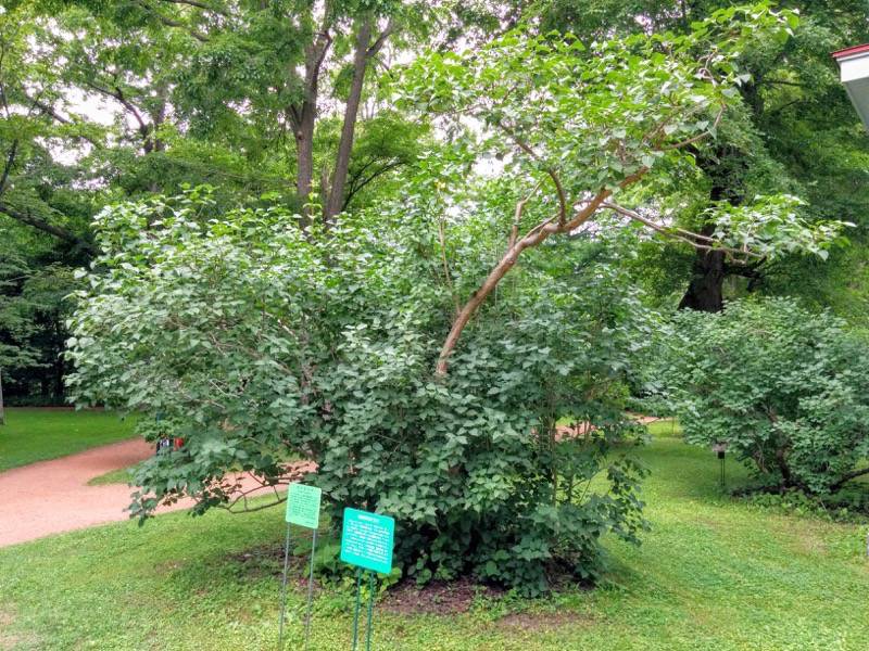 北海道大学植物園-宮部金吾記念館付近5札幌最古のライラック.jpg 北海道大学植物園 宮部金吾記念館付近5札幌最古のライラック