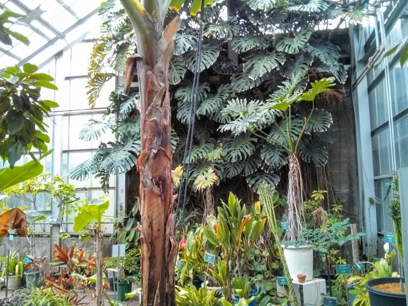 北海道大学植物園 温室園A棟１８熱帯性果実類 ４ ５号室