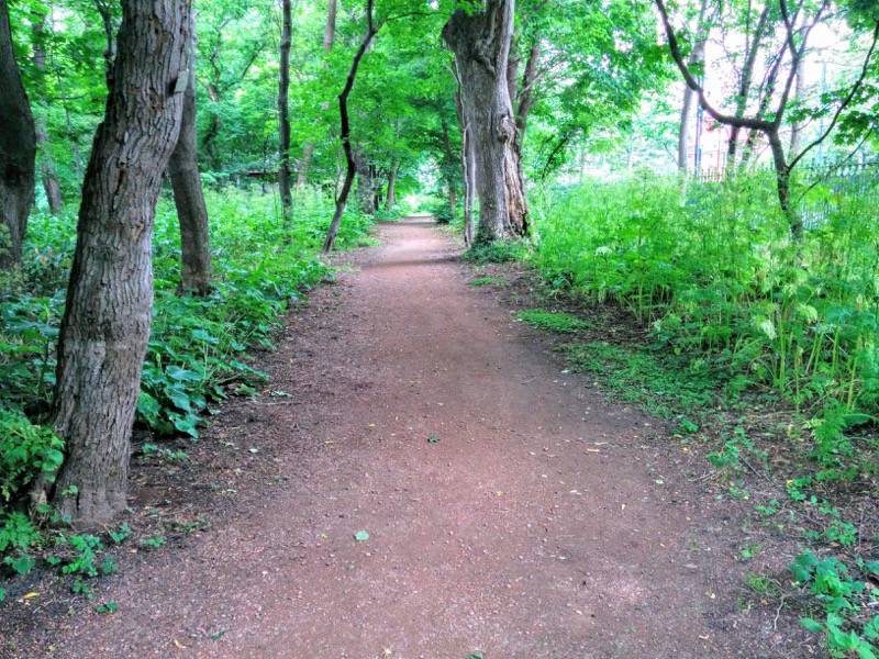 北海道大学植物園-灌木園〜ライラック並木.jpg 北海道大学植物園 灌木園 ライラック並木