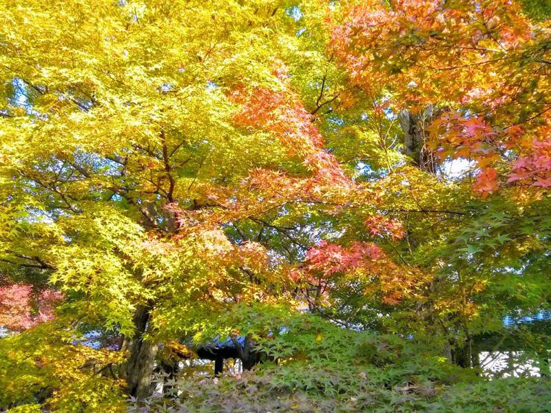 東福寺 通天橋付近の紅葉１４