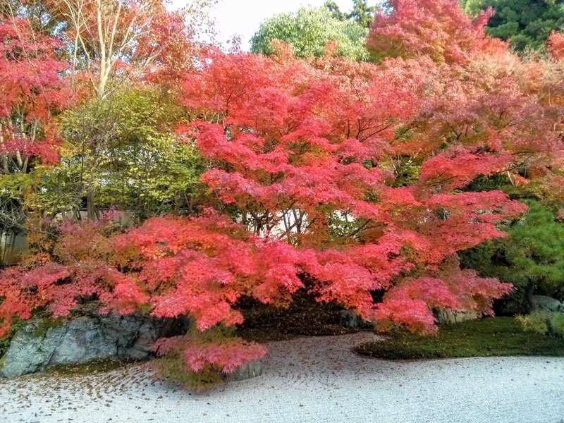 南禅寺 天授庵本堂前庭４