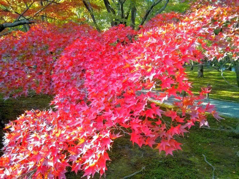 東福寺 通天橋付近の紅葉１５