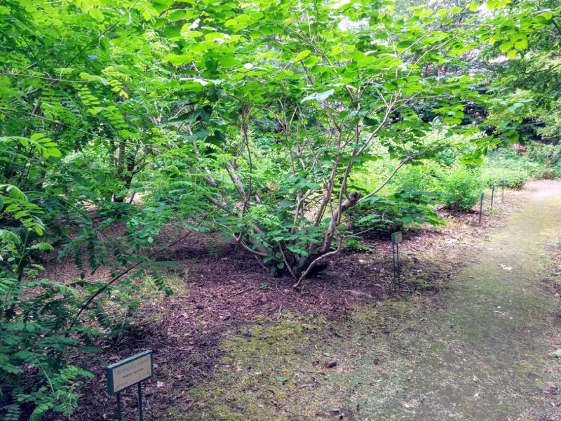 北海道大学植物園 灌木園内１