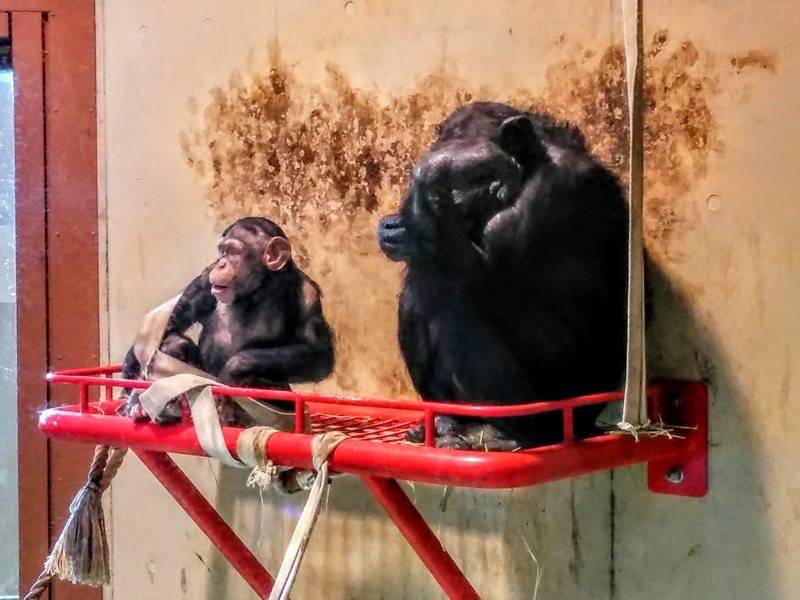 旭山動物園-チンパンジー2.jpg 旭山動物園 チンパンジー2