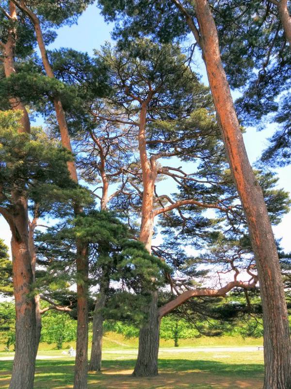 五稜郭公園-アカマツ10.jpg 五稜郭公園 アカマツ10