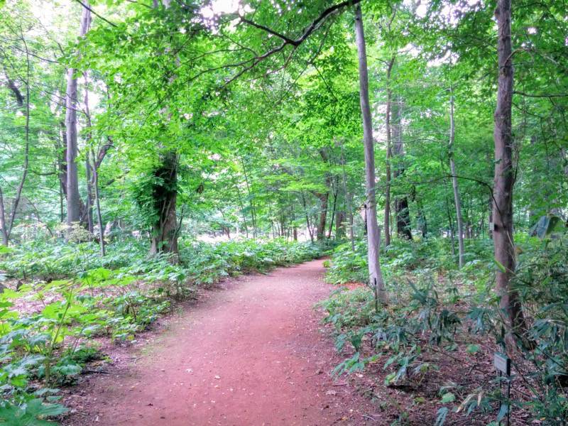 北海道大学植物園-樹木園7.jpg 北海道大学植物園 樹木園7