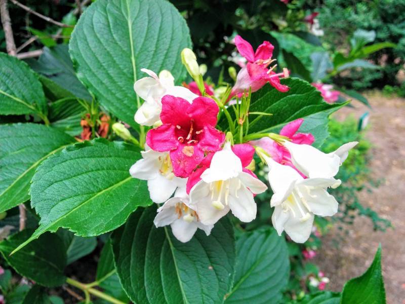 北海道大学植物園 灌木園の花１８ハコネウツギ２
