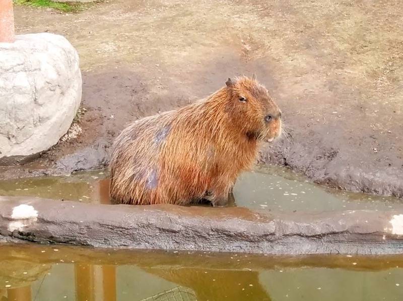 旭山動物園 カピバラ２