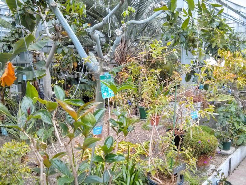 北海道大学植物園 温室園A棟２０熱帯性果実類 ４ ５号室