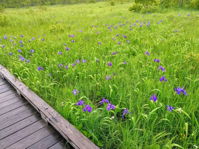 温根内木道5−4.jpg 温根内木道5−4