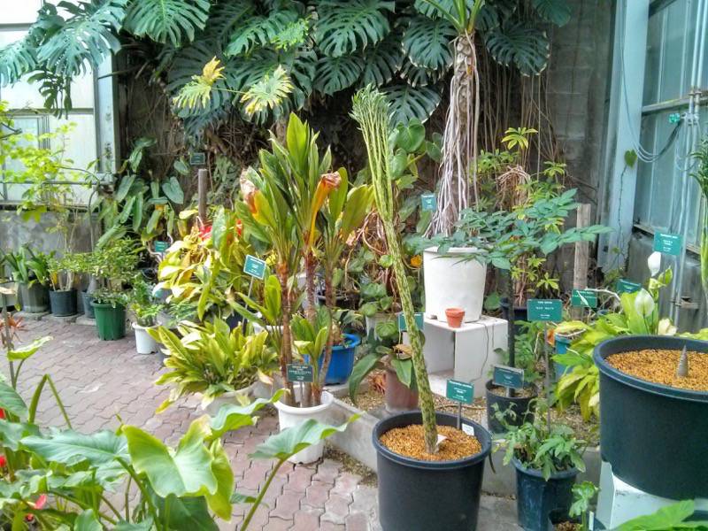 北海道大学植物園 温室園A棟１６熱帯性果実類 ４ ５号室