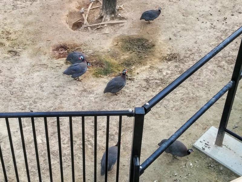 旭山動物園-ホロホロチョウ1.jpg 旭山動物園 ホロホロチョウ1