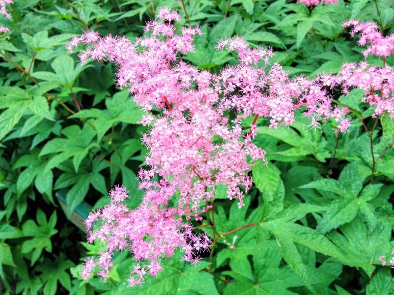 北海道大学植物園 草本分科園６エゾノシモツケソウ２