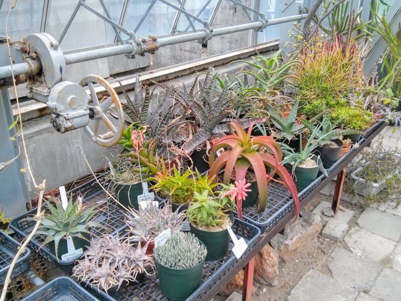 北海道大学植物園 温室園B棟３４多肉植物 ６号室