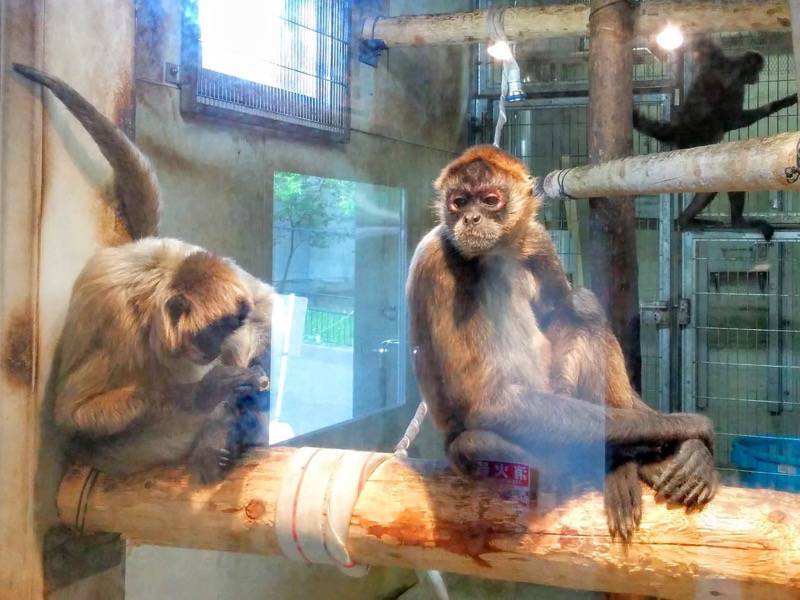 旭山動物園-ジェフロイクモザル2.jpg 旭山動物園 ジェフロイクモザル2