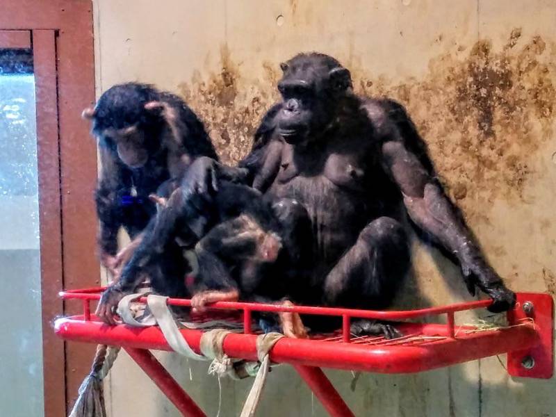 旭山動物園-チンパンジー7.jpg 旭山動物園 チンパンジー7