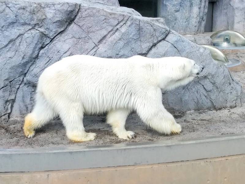 旭山動物園 ホッキョクグマ１
