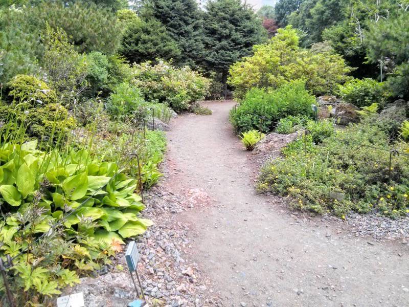 北海道大学植物園 カナディアンロックガーデン５