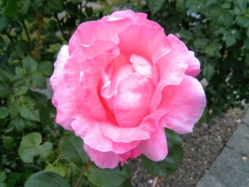 北海道大学植物園-バラ園14クィーン・エリザベス.jpg 北海道大学植物園 バラ園14クィーン エリザベス